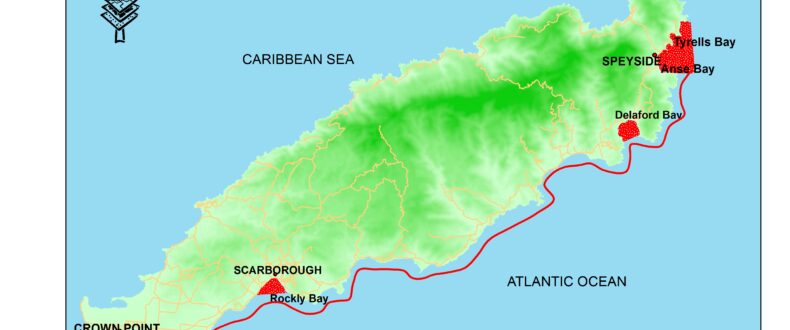 Sargassum Weed 21